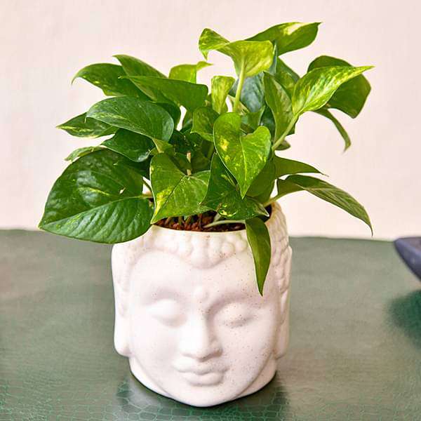 Money plant in ceramic pot
